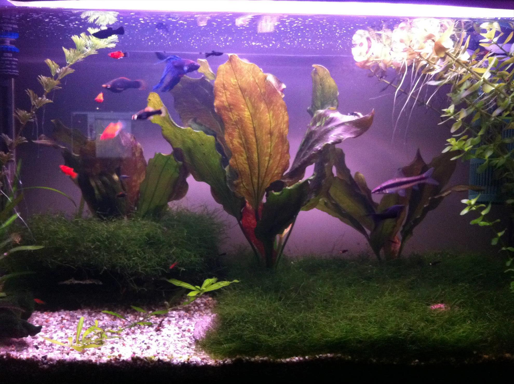 Pescuit - 57352167210706755797334974787o.jpg